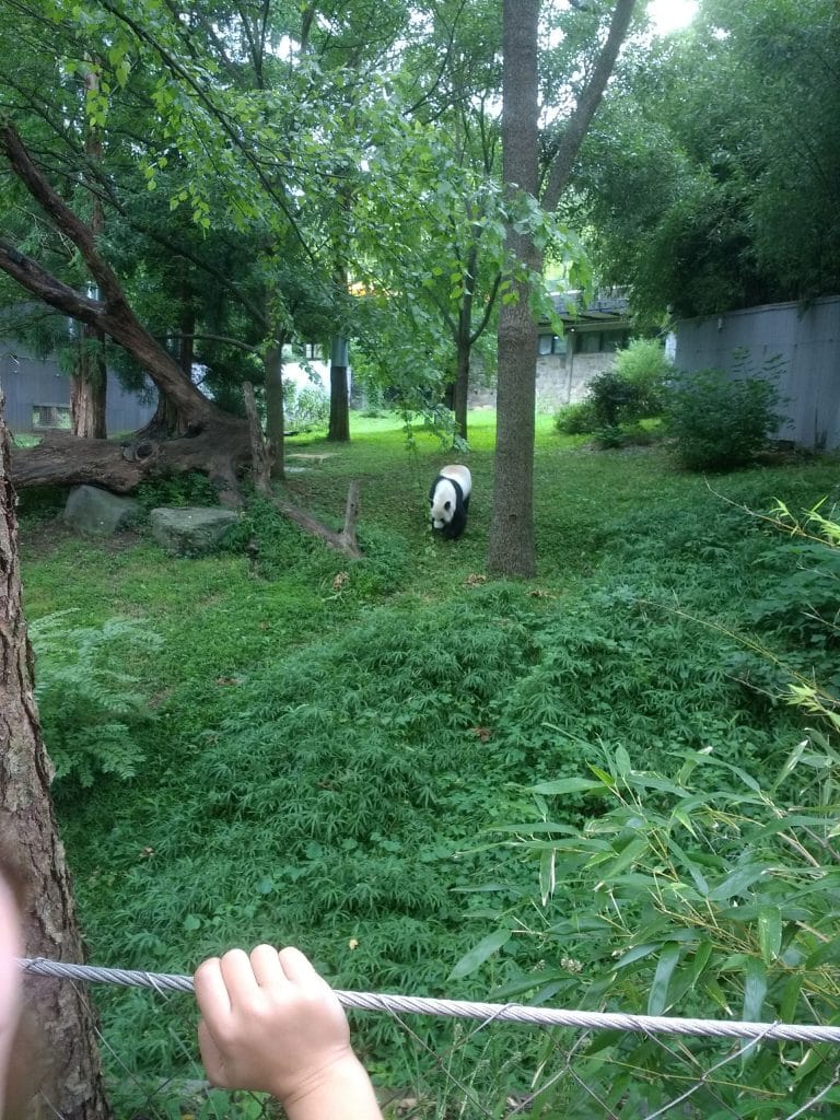 Experiencing the Smithsonian Zoo