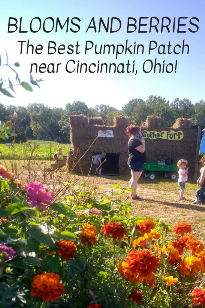 Learn why Blooms and Berries is the best pumpkin patch in the Greater Cincinnati area!