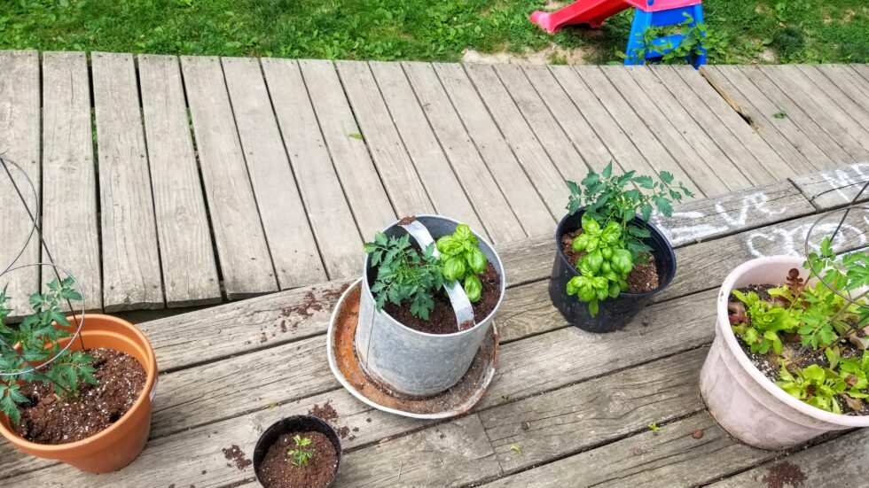 The Best Cheap Garden Ideas For An Abundant Harvest