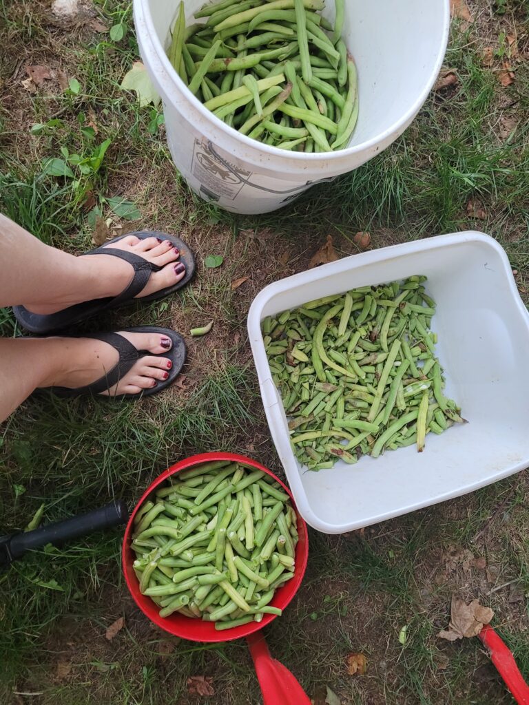 snapping green beans