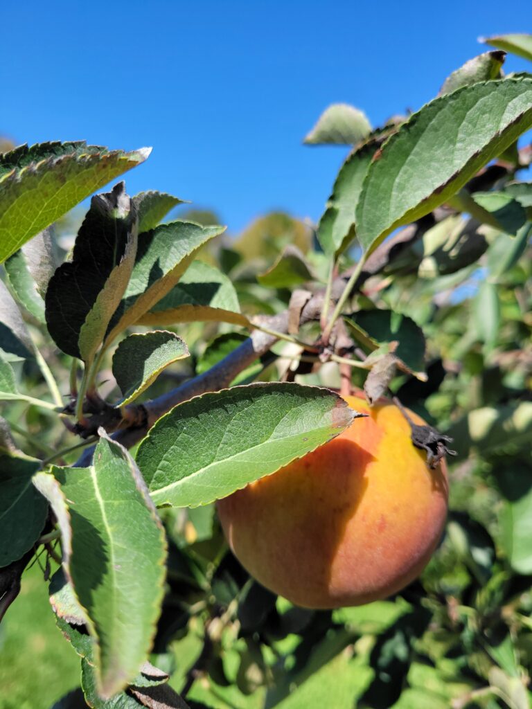 apple on a tree